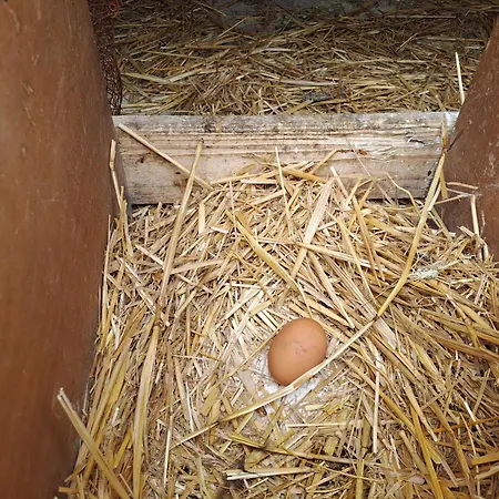 Timber Dream Kerasia (Euboea)